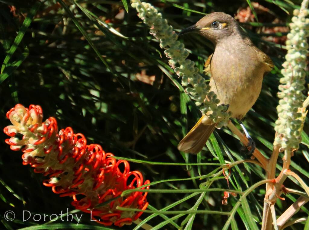 Brown Honeyeater (Lichmera indistincta)