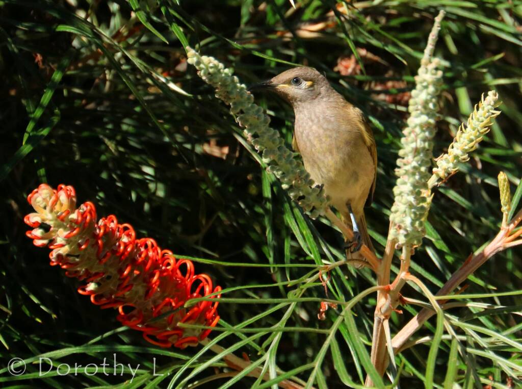Brown Honeyeater (Lichmera indistincta)