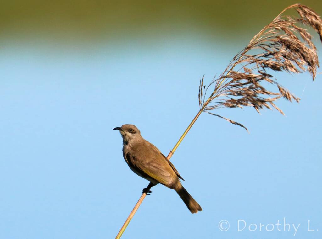 Brown Honeyeater (Lichmera indistincta)