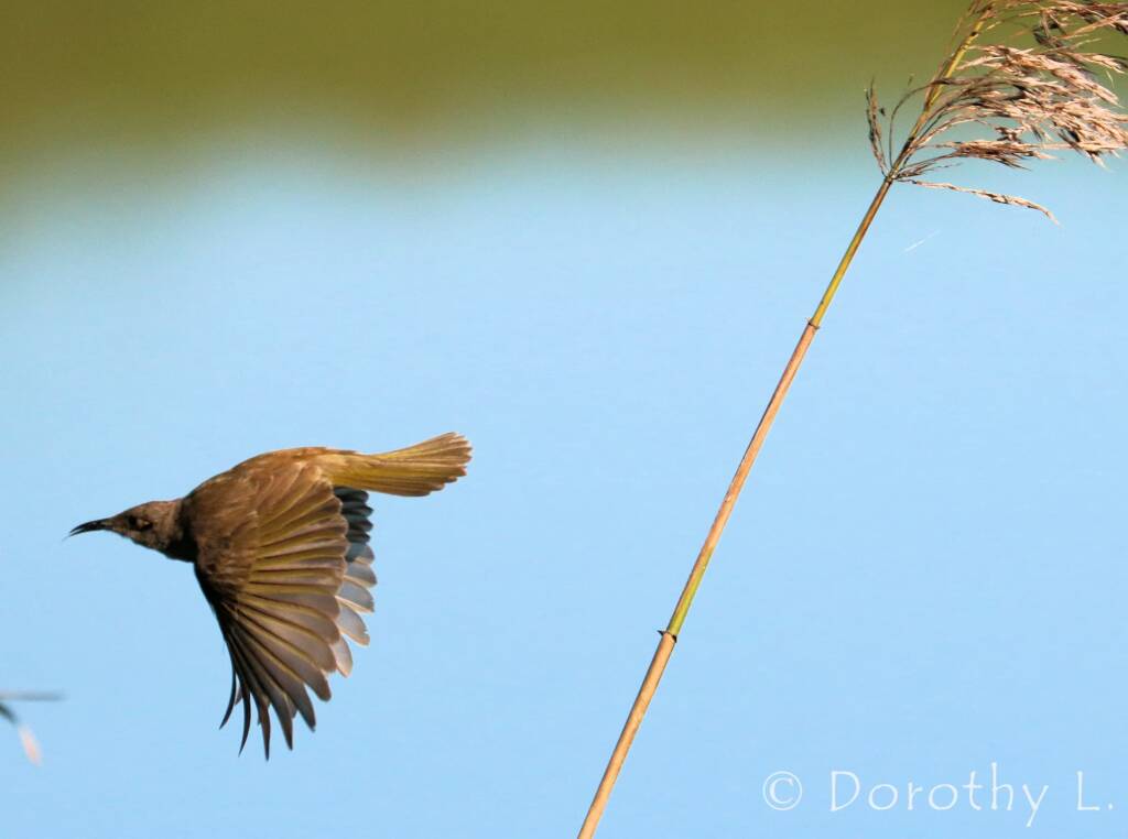 Brown Honeyeater (Lichmera indistincta)