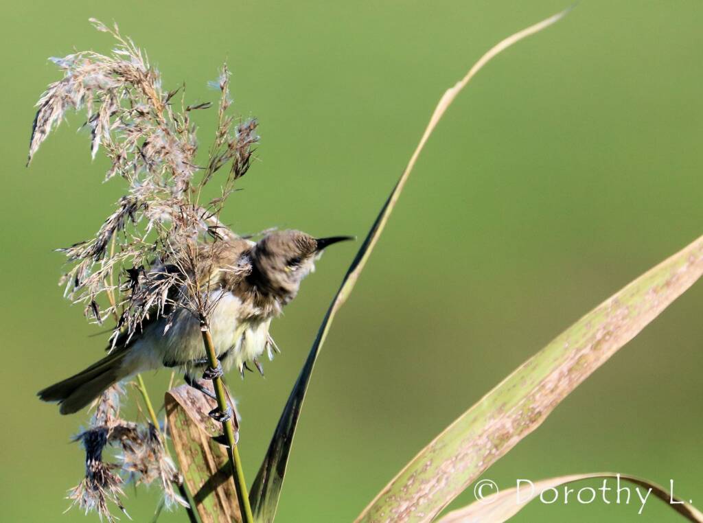 Brown Honeyeater (Lichmera indistincta)