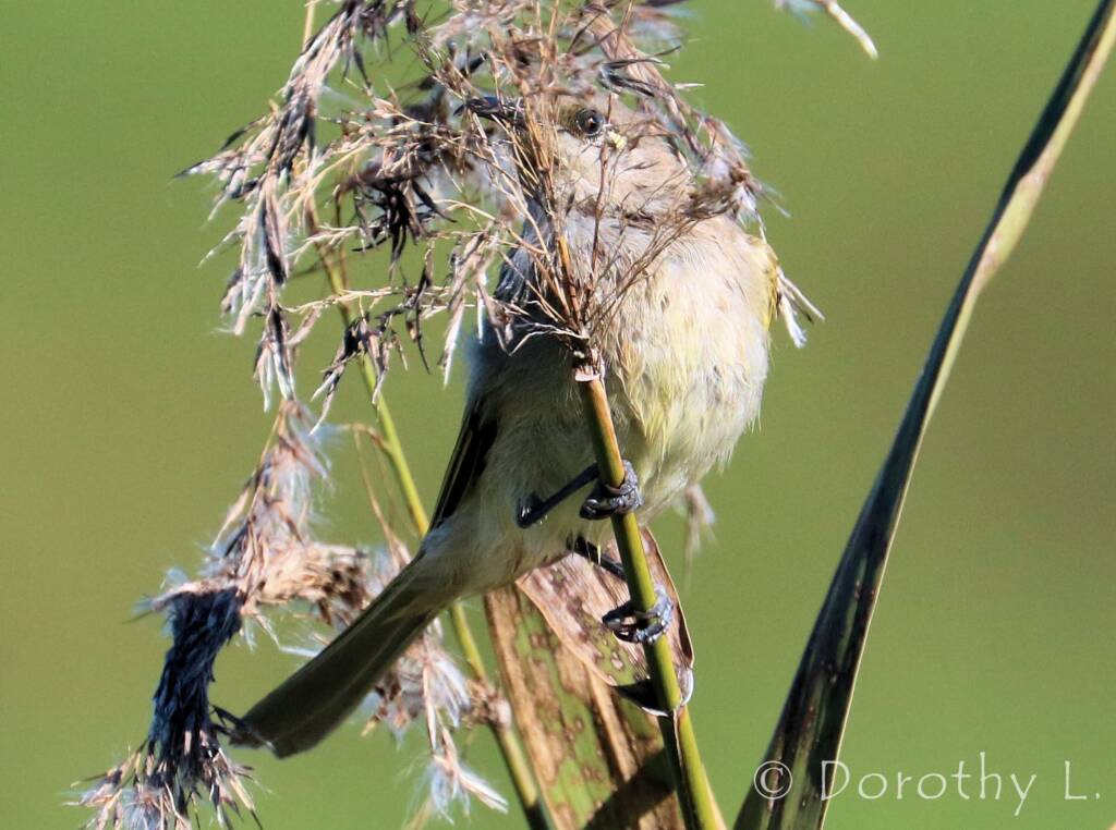 Brown Honeyeater (Lichmera indistincta)