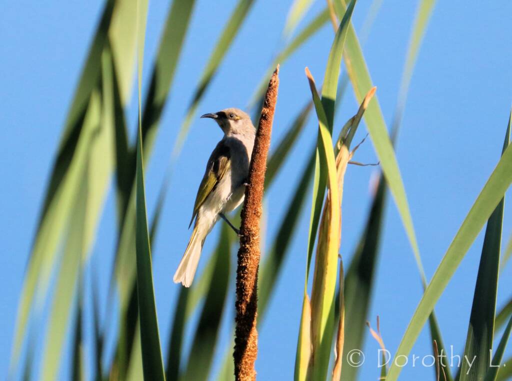 Brown Honeyeater (Lichmera indistincta)