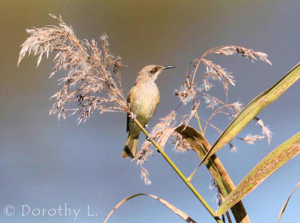 Brown Honeyeater (Lichmera indistincta)