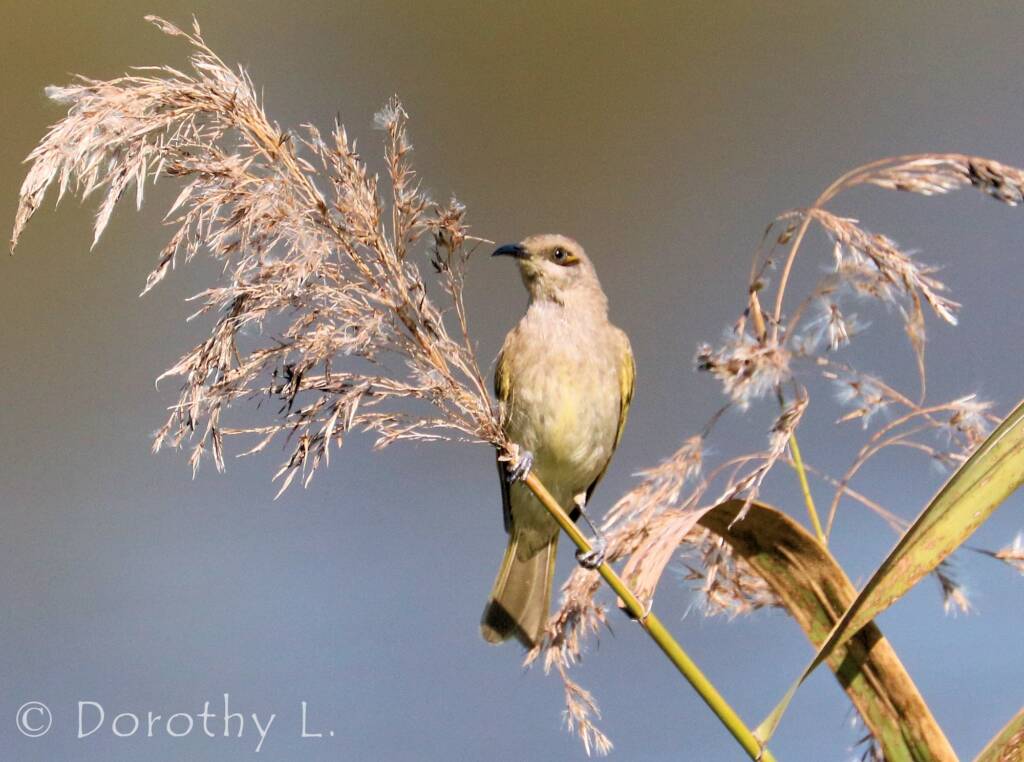 Brown Honeyeater (Lichmera indistincta)