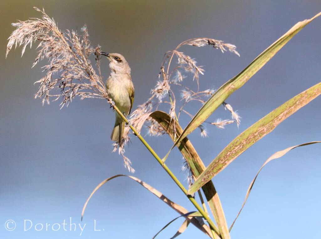 Brown Honeyeater (Lichmera indistincta)