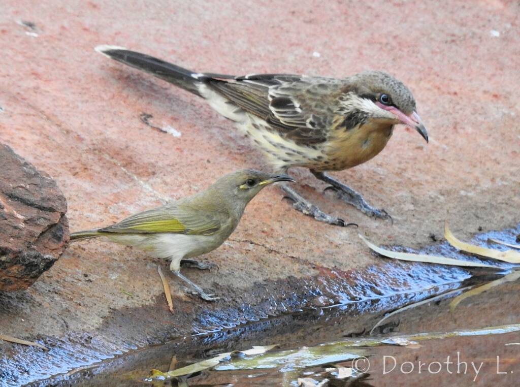 Brown Honeyeater with Spiny-cheeked Honeyeater