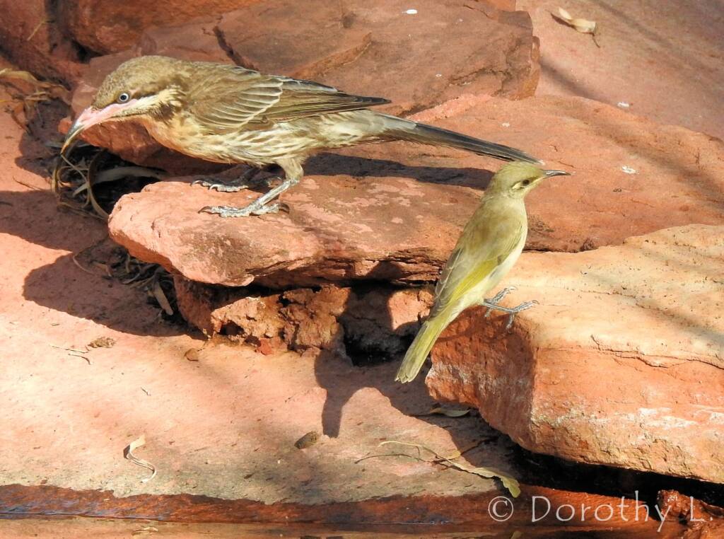 Brown Honeyeater with Spiny-cheeked Honeyeater