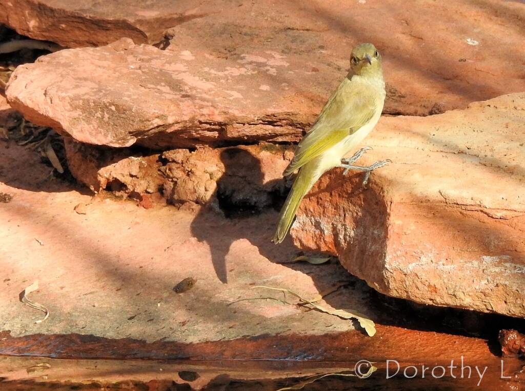 Brown Honeyeater (Lichmera indistincta)