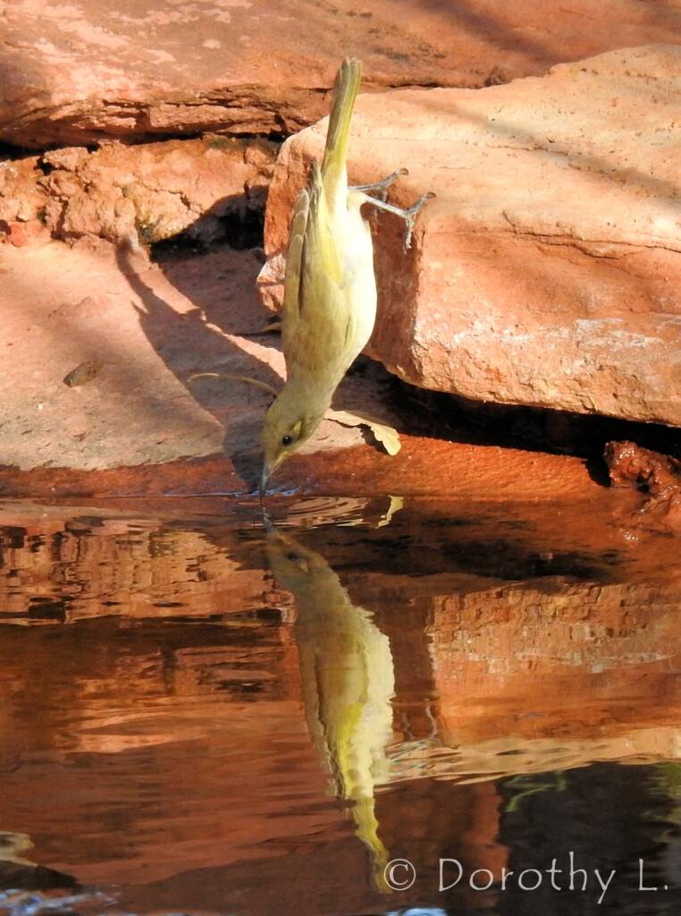 Brown Honeyeater (Lichmera indistincta)