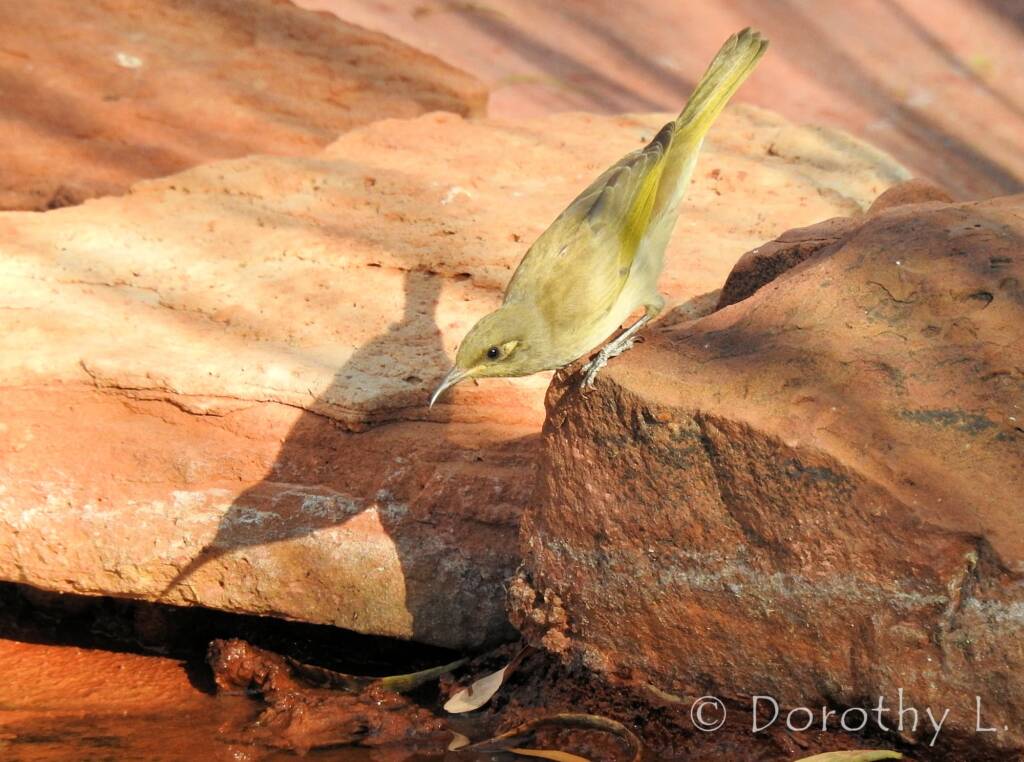 Brown Honeyeater (Lichmera indistincta)