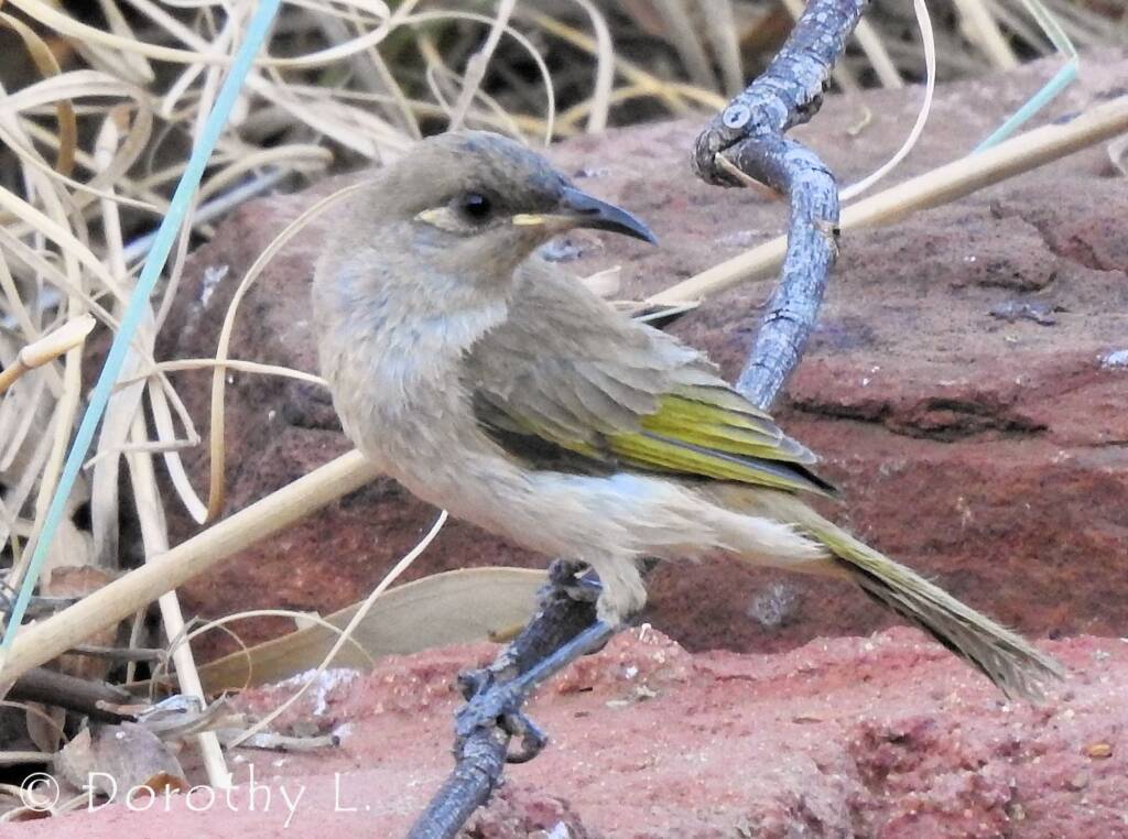 Brown Honeyeater (Lichmera indistincta)