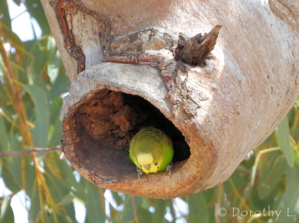 Budgerigar (Melopsittacus undulatus)