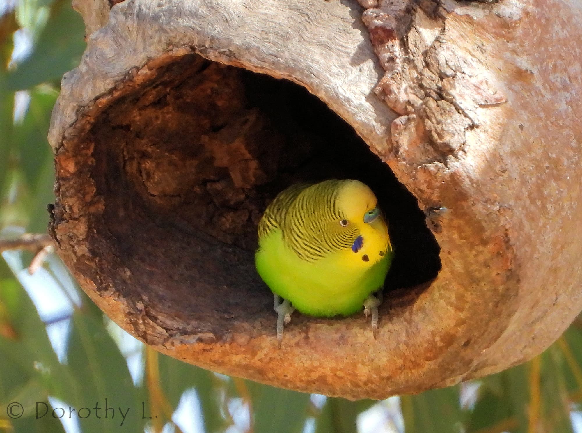 Budgerigar (Melopsittacus undulatus)