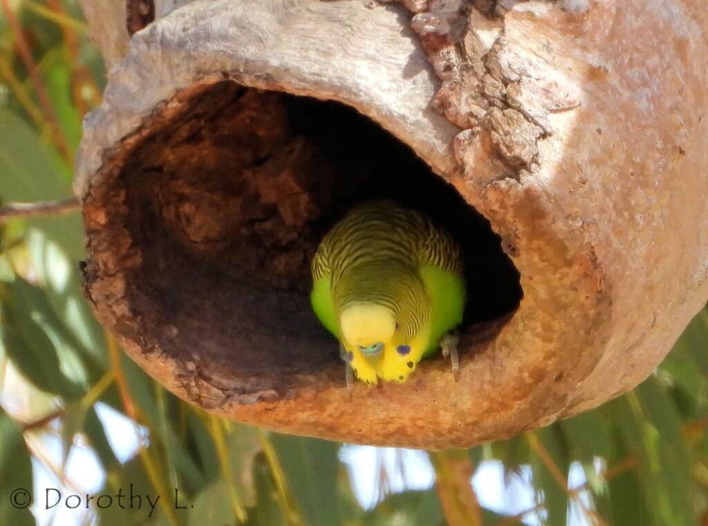 Budgerigar (Melopsittacus undulatus)