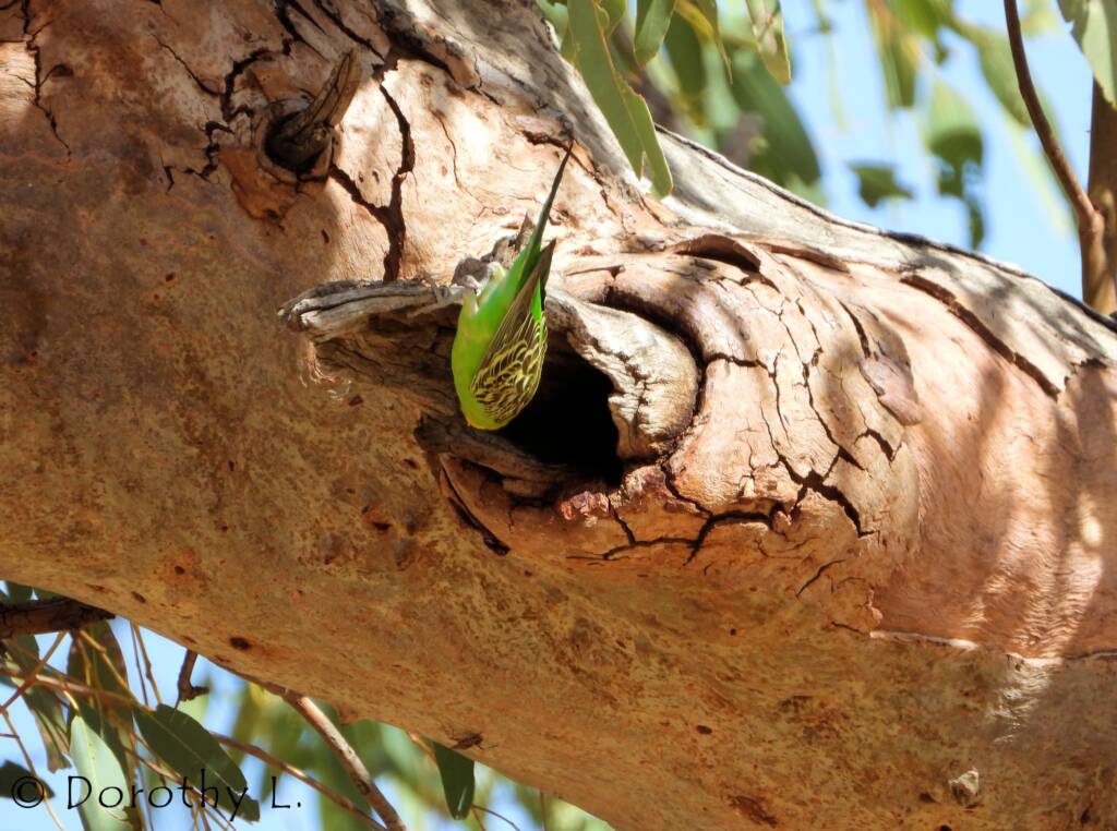 Budgerigar (Melopsittacus undulatus)