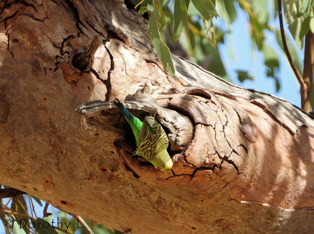 Budgerigar (Melopsittacus undulatus)