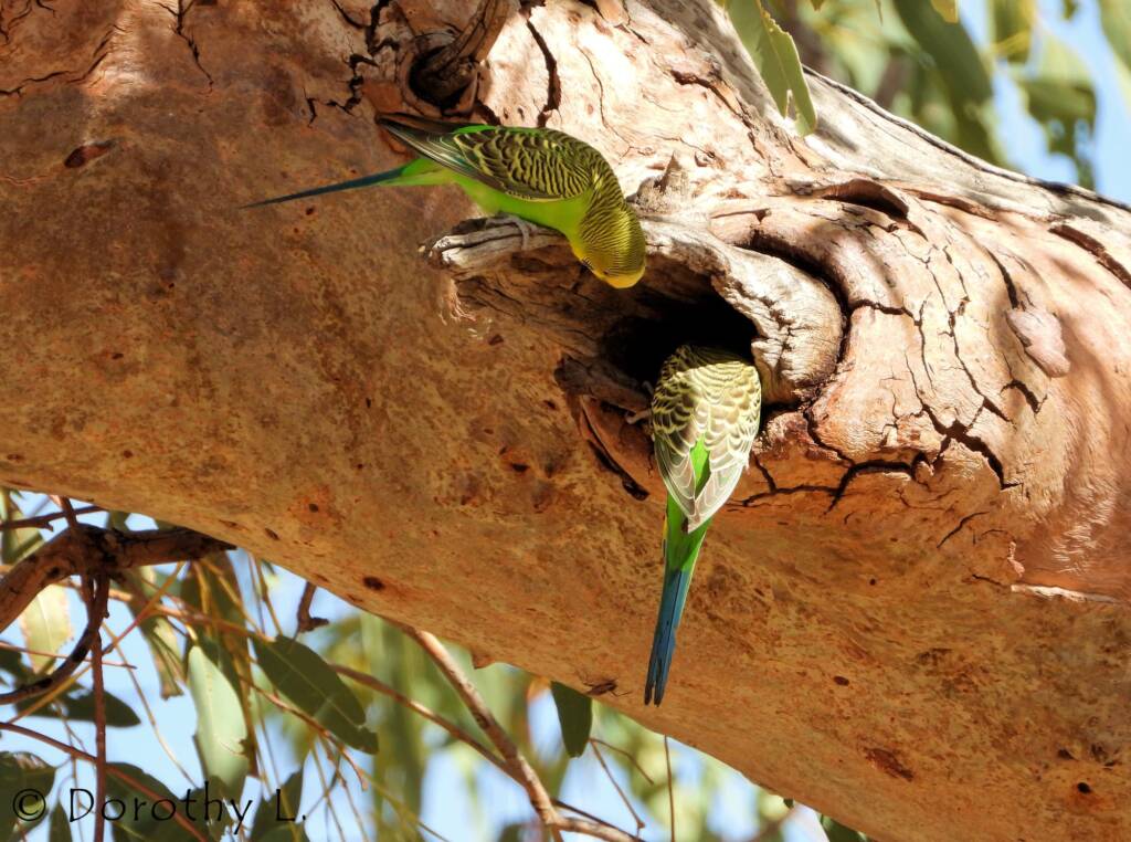 Budgerigar (Melopsittacus undulatus)