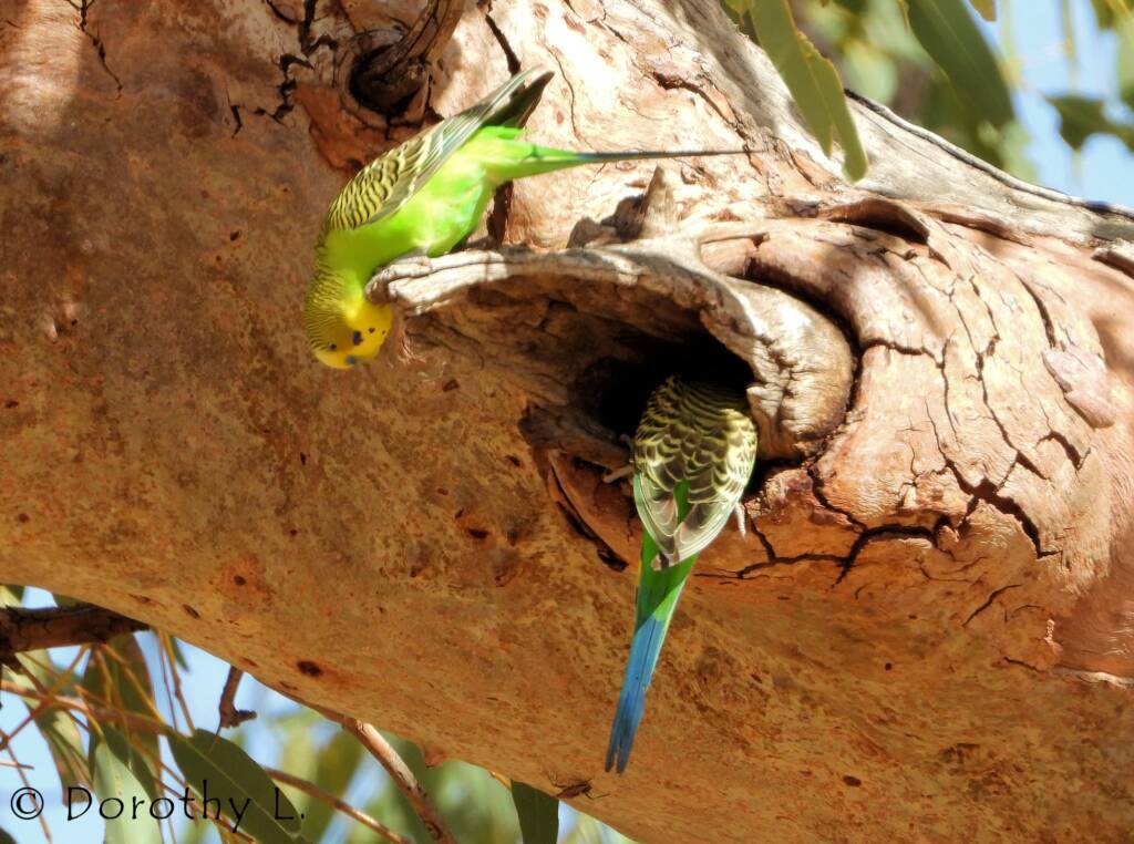 Budgerigar (Melopsittacus undulatus)