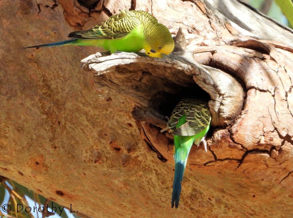 Budgerigar (Melopsittacus undulatus)