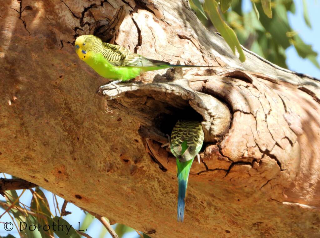 Budgerigar (Melopsittacus undulatus)