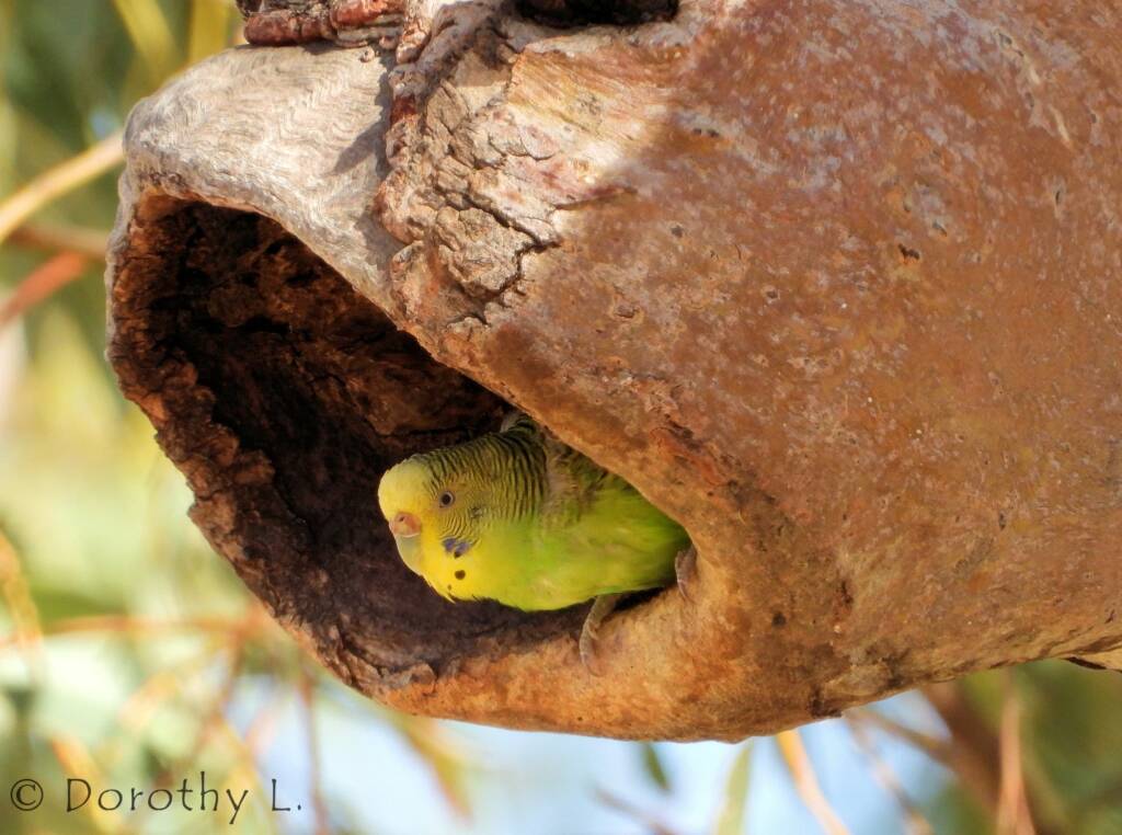 Budgerigar (Melopsittacus undulatus)