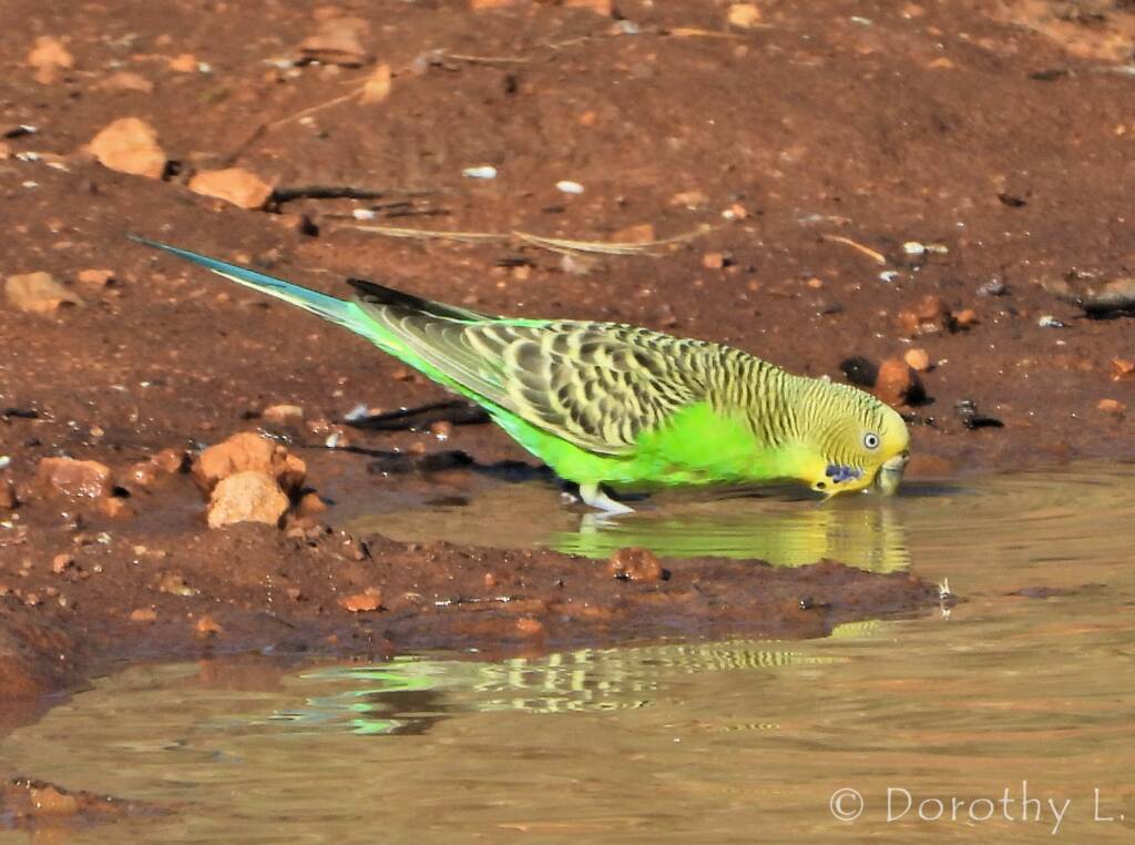 Budgerigar (Melopsittacus undulatus) at waterhole