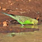 Budgerigar (Melopsittacus undulatus) at waterhole
