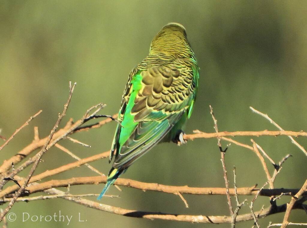 Budgerigar (Melopsittacus undulatus)