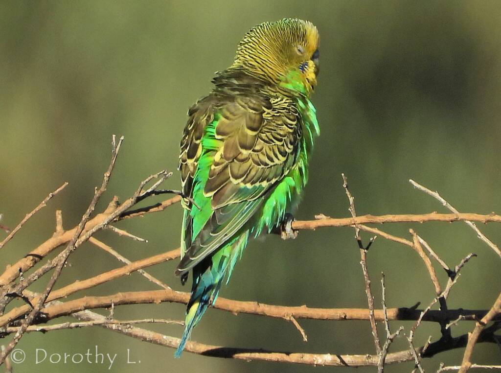 Budgerigar (Melopsittacus undulatus)