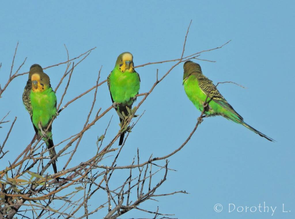 Budgerigar (Melopsittacus undulatus)