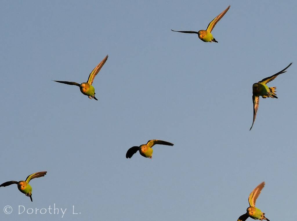 Budgerigars (Melopsittacus undulatus) in flight