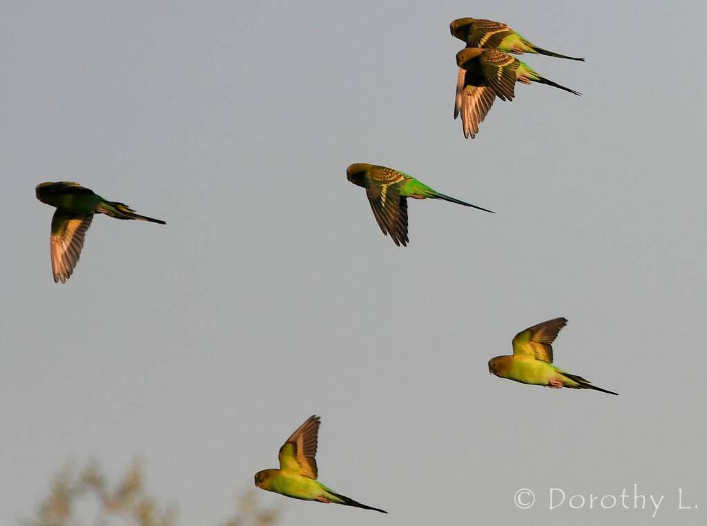 Budgerigars (Melopsittacus undulatus) in flight
