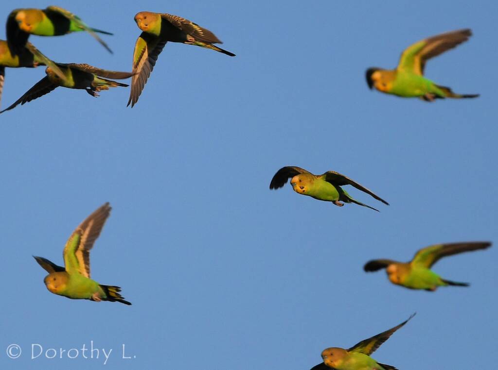 Budgerigars (Melopsittacus undulatus) in flight