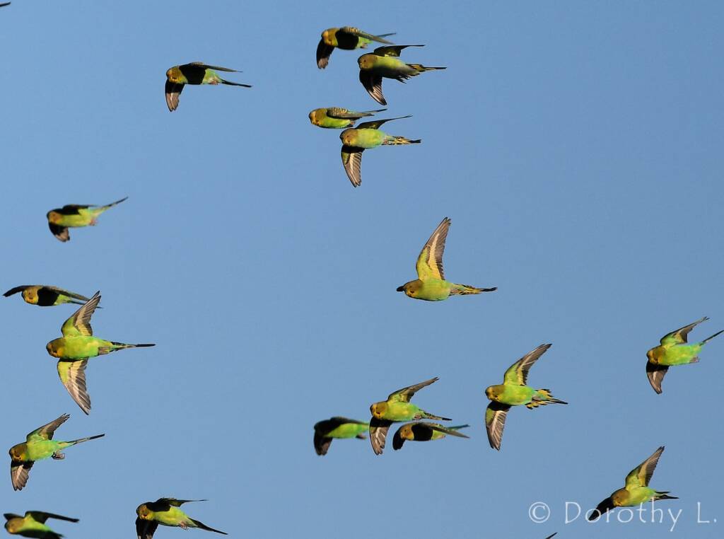 Budgerigars (Melopsittacus undulatus) in flight