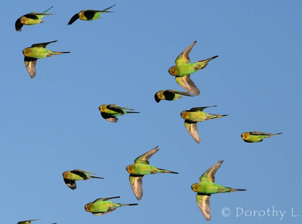 Budgerigars (Melopsittacus undulatus) in flight