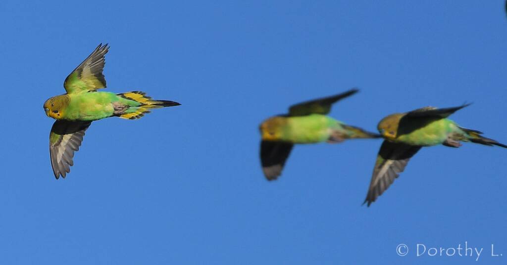 Budgerigars (Melopsittacus undulatus) in flight