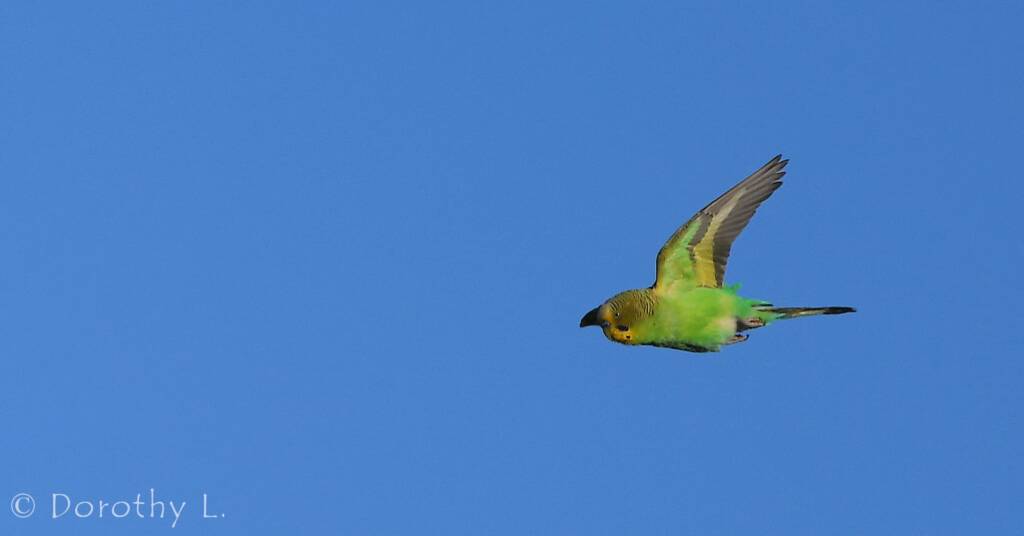 Budgerigar (Melopsittacus undulatus) in flight