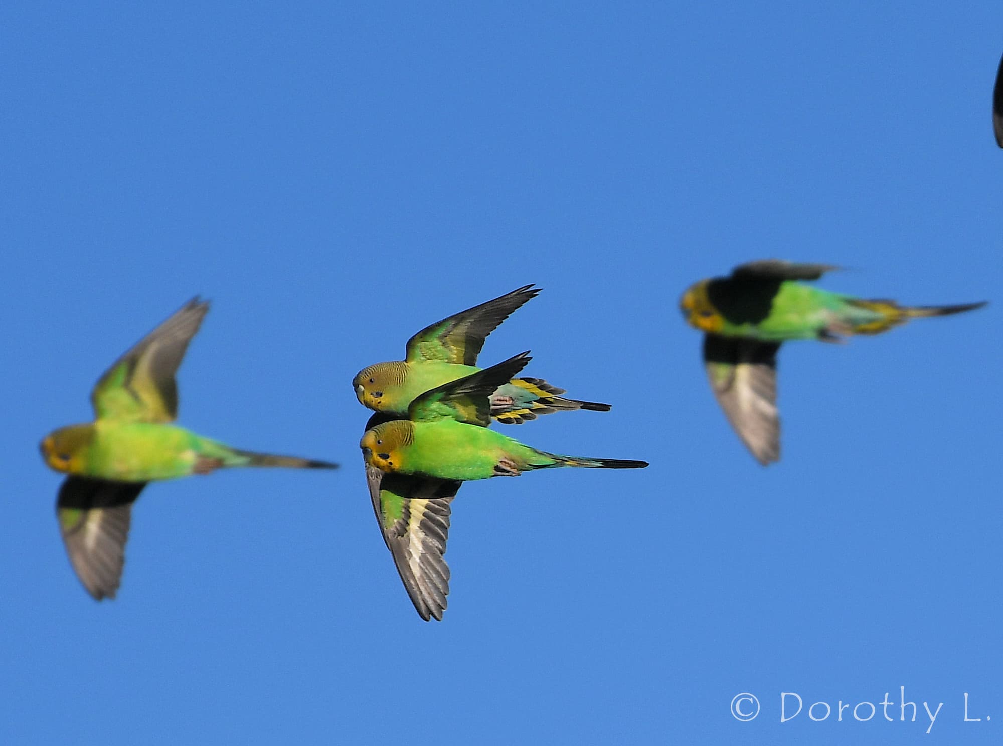 Budgerigars (Melopsittacus undulatus) in flight