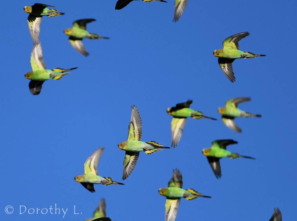 Budgerigars (Melopsittacus undulatus) in flight