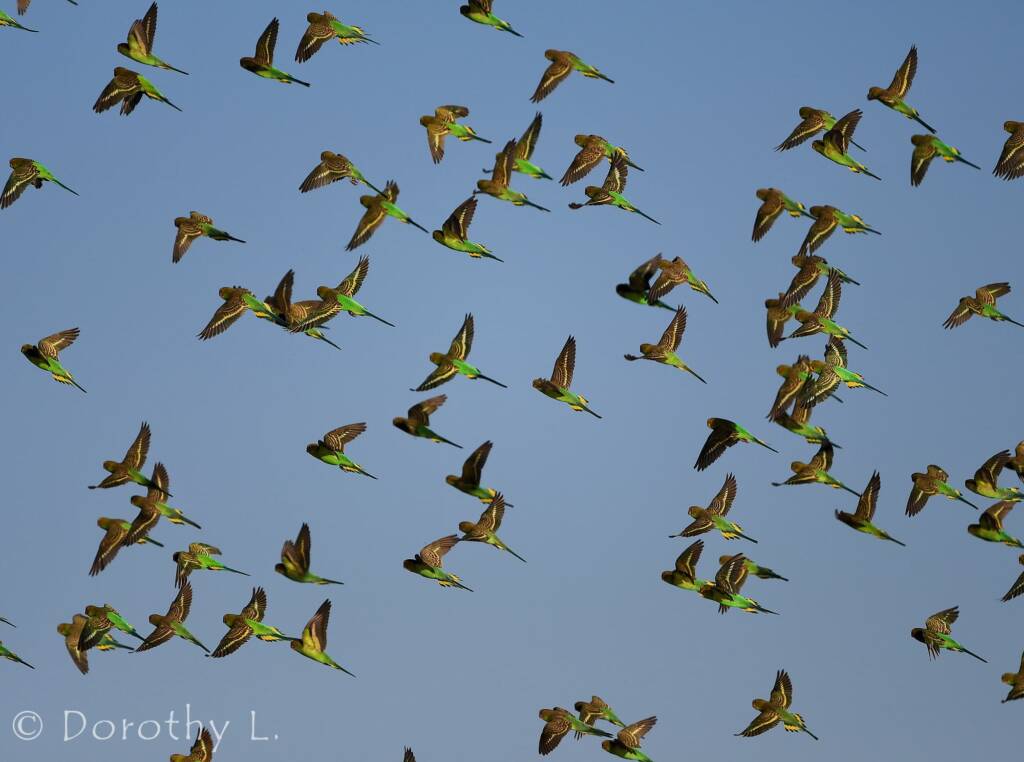 Budgerigars (Melopsittacus undulatus) in flight
