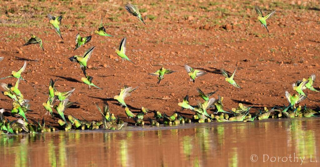 Budgerigars (Melopsittacus undulatus) at waterhole