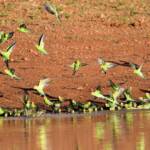 Budgerigars (Melopsittacus undulatus) at waterhole