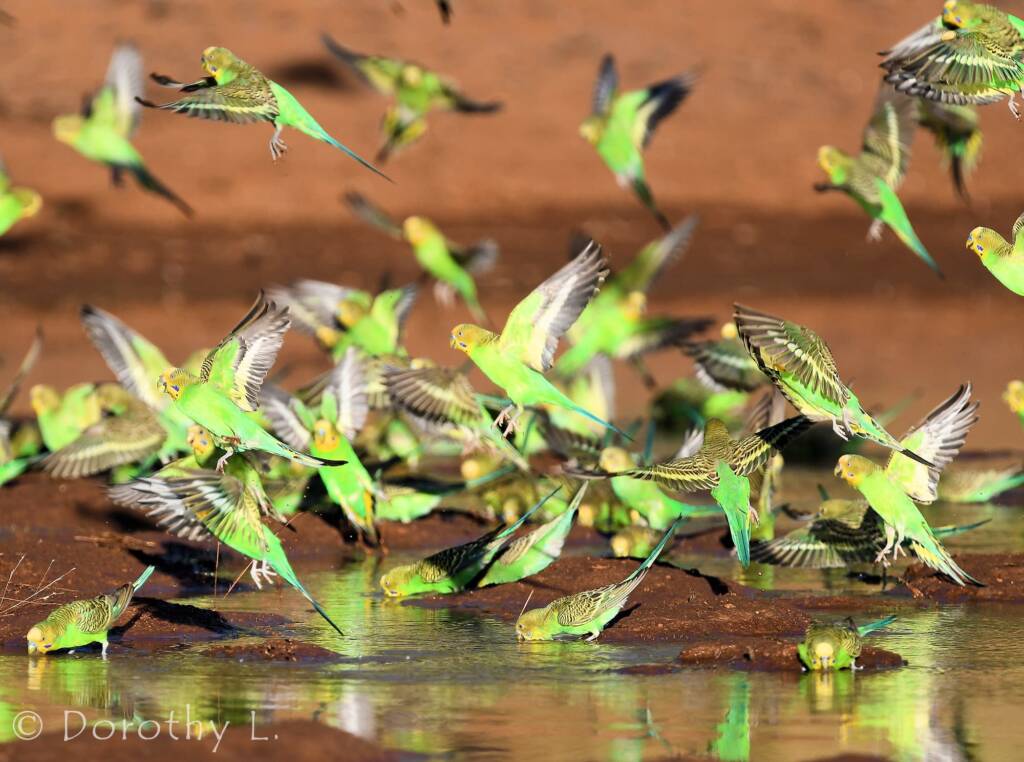 Budgerigars (Melopsittacus undulatus) at waterhole