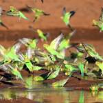 Budgerigars (Melopsittacus undulatus) at waterhole
