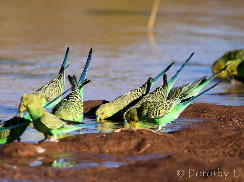 Budgerigars (Melopsittacus undulatus) at waterhole