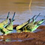 Budgerigars (Melopsittacus undulatus) at waterhole