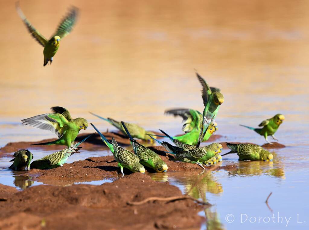 Budgerigars (Melopsittacus undulatus) at waterhole