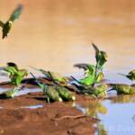 Budgerigars (Melopsittacus undulatus) at waterhole