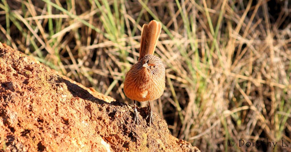 Dusky Grasswren (Amytornis purnelli)